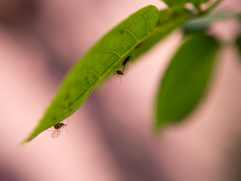 A cluster of aphids on the underside of a plant leaf