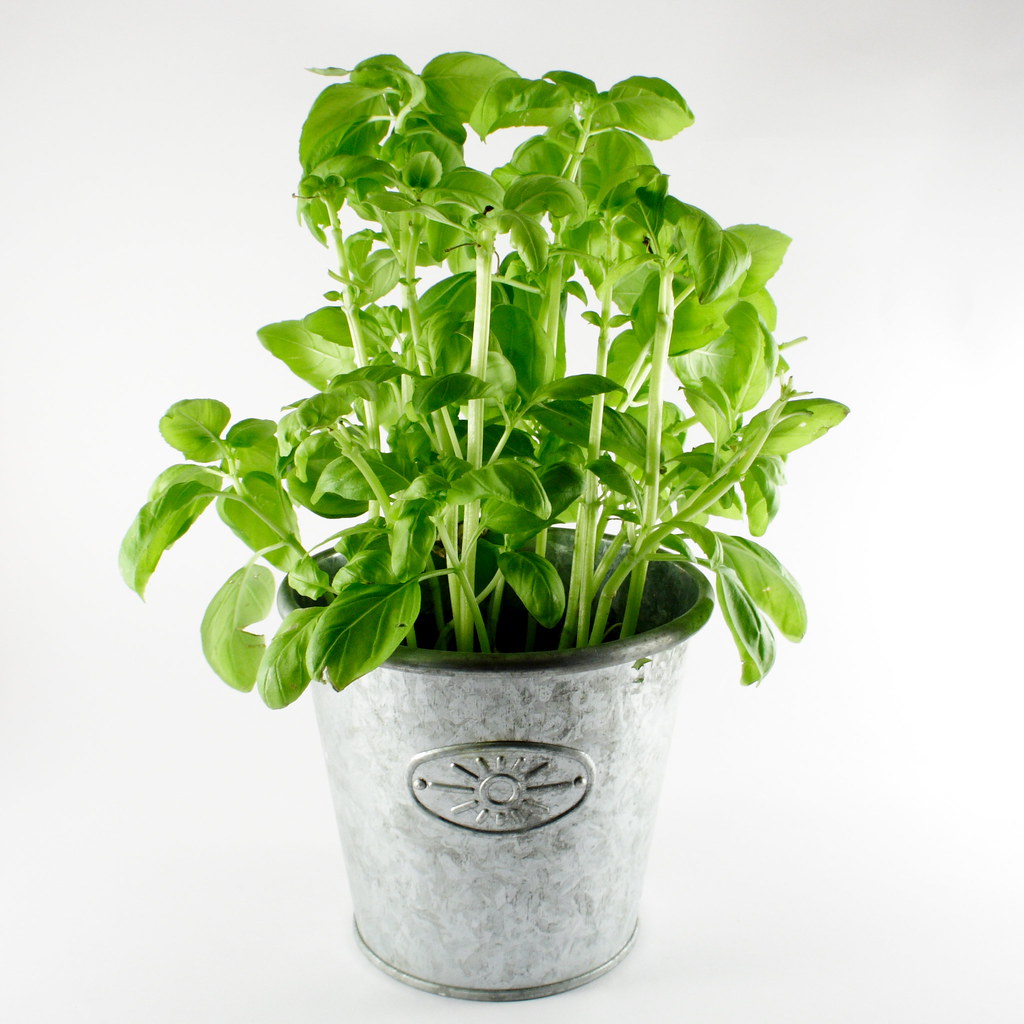 A healthy potted basil plant growing indoors