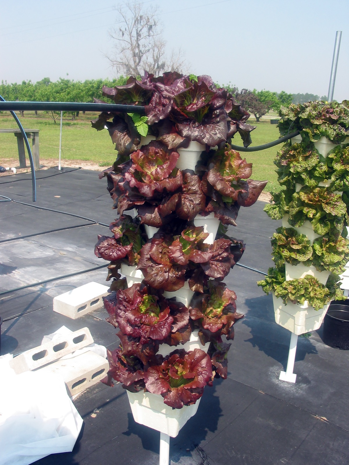 Rows of lettuce growing in a vertical indoor hydroponic tower