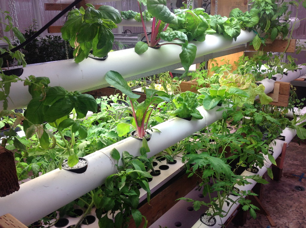 A hydroponic growing system with plants in a nutrient solution reservoir