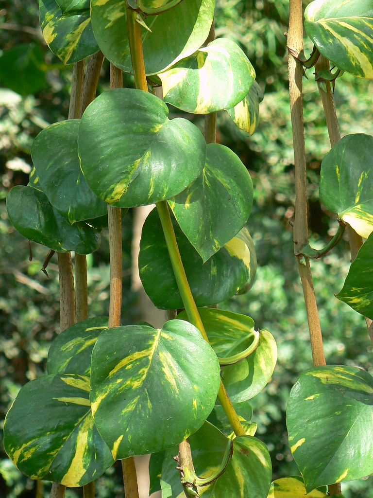 A trailing pothos (Epipremnum aureum) houseplant with heart-shaped leaves