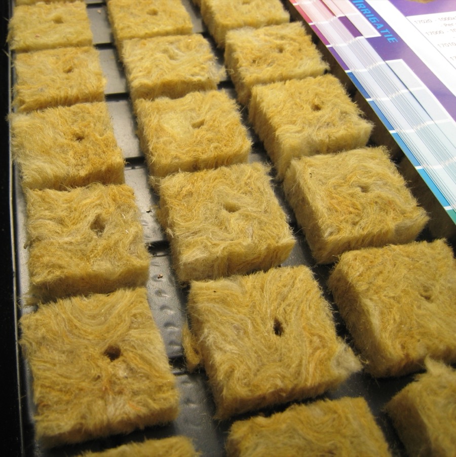 Rows of rockwool starter cubes used as a soilless growing medium