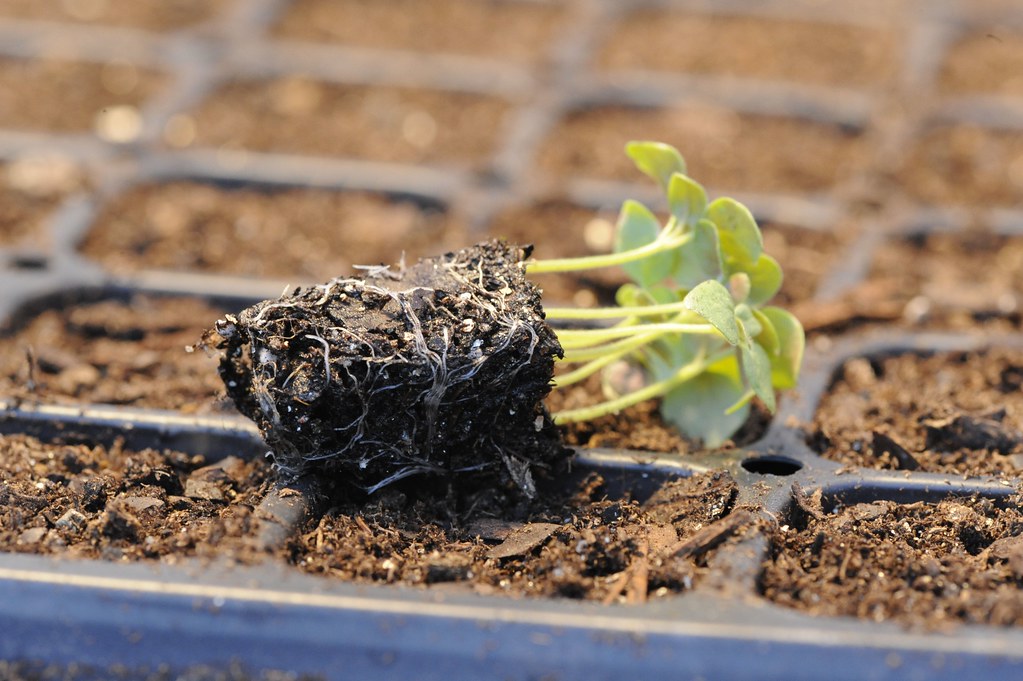 Seedlings sprouting in a seed starting tray