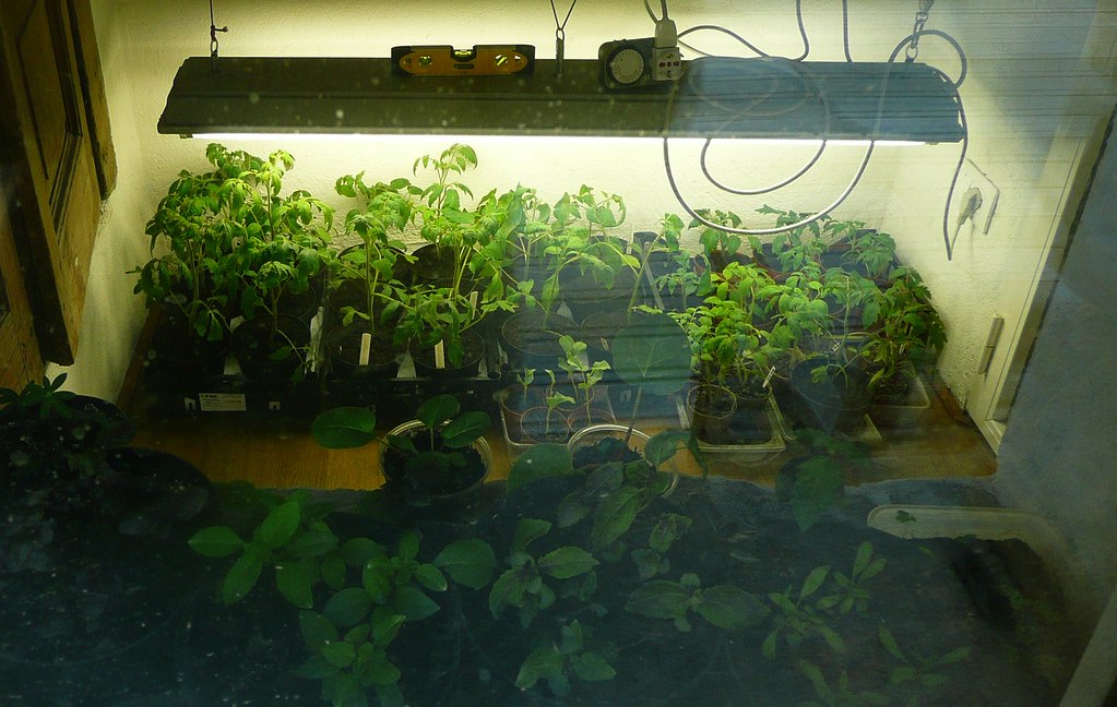 Tomato seedlings growing indoors under a grow light