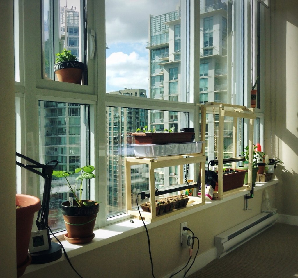 A windowsill crowded with indoor plants of varying health