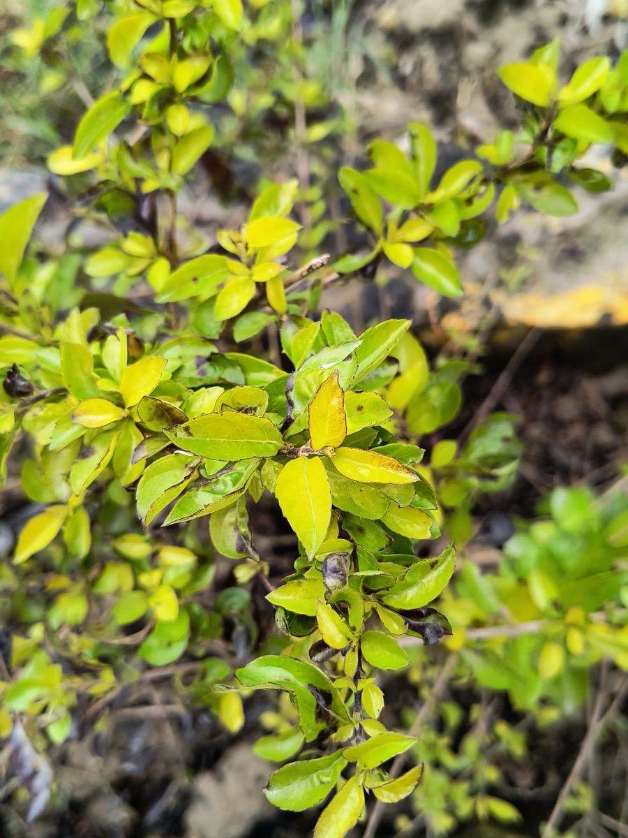 Close-up of yellowing leaves on a plant, a common sign of nutrient deficiency